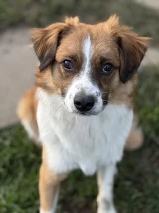 Scooby, braun/ weiß male young Mixed Breed for adoption at 4animals e.V. — Hundeauffangstation HASt, Essen