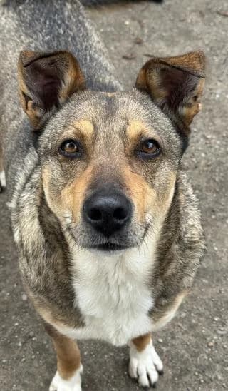 Stella, grau female 6yo Mixed Breed for adoption at 4animals e.V. — Hundeauffangstation HASt, Essen