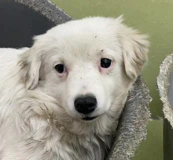 Tammy, weiss male Mixed Breed for adoption at 4animals e.V., Essen — photo 2 of 6