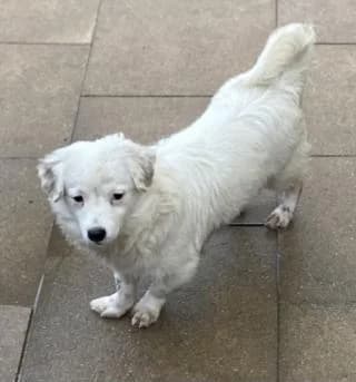 Tammy, weiss male Mixed Breed for adoption at 4animals e.V., Essen — photo 3 of 6