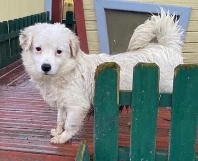 Tammy, weiss male Mixed Breed for adoption at 4animals e.V., Essen — photo 4 of 6