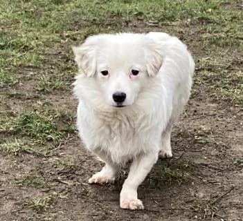 Tammy, weiss male Mixed Breed for adoption at 4animals e.V., Essen — photo 5 of 6