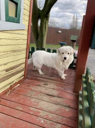 Tammy, weiss male Mixed Breed for adoption at 4animals e.V., Essen — photo 6 of 6