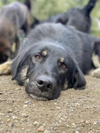 Urs, braun / schwarz male Mixed Breed for adoption at 4animals e.V. — Hundeauffangstation HASt, Essen
