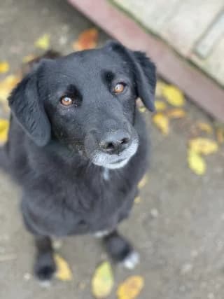 Yuna, schwarz / weiß female Mixed Breed for adoption at 4animals e.V. — Hundeauffangstation HASt, Essen