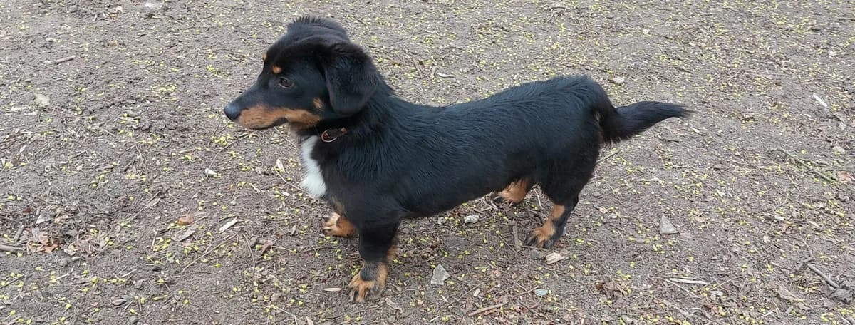 Jim, male Dachshund for adoption at Franziskus-Tierheim Hamburg, Hamburg