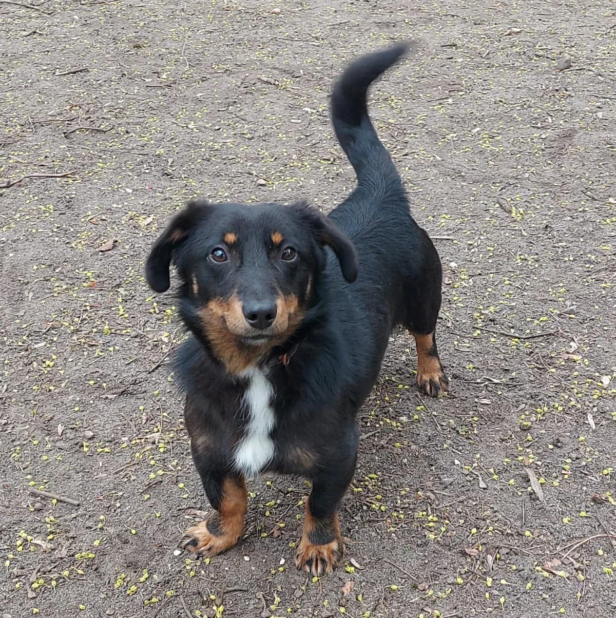Jim, male Dachshund for adoption at Franziskus-Tierheim Hamburg, Hamburg — photo 2 of 4