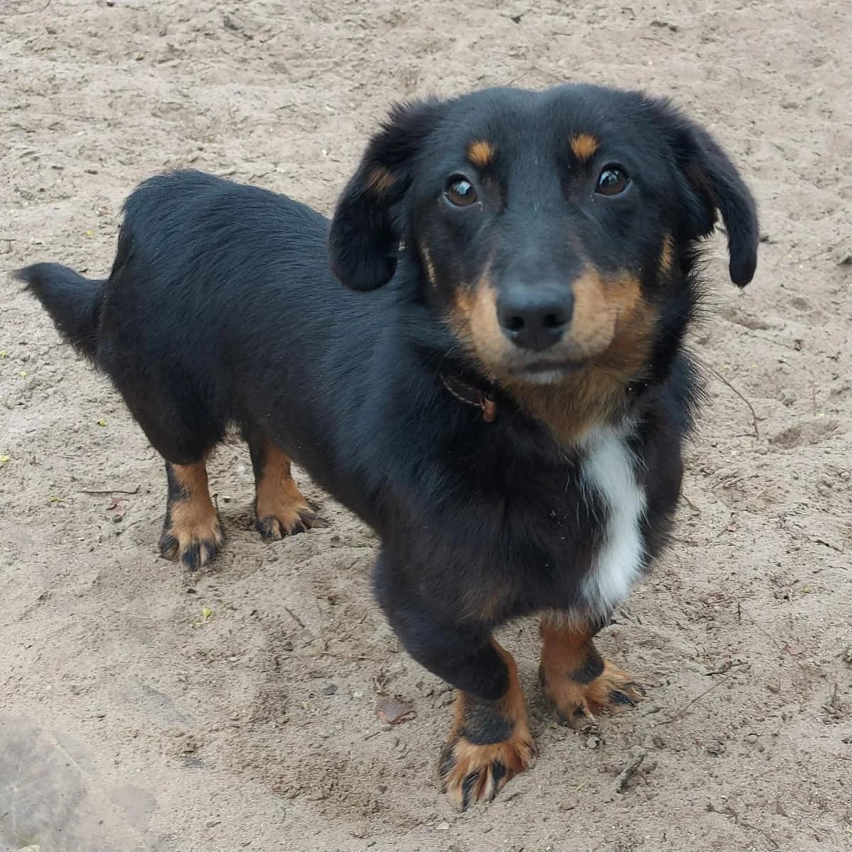 Jim, male Dachshund for adoption at Franziskus-Tierheim Hamburg, Hamburg — photo 3 of 4