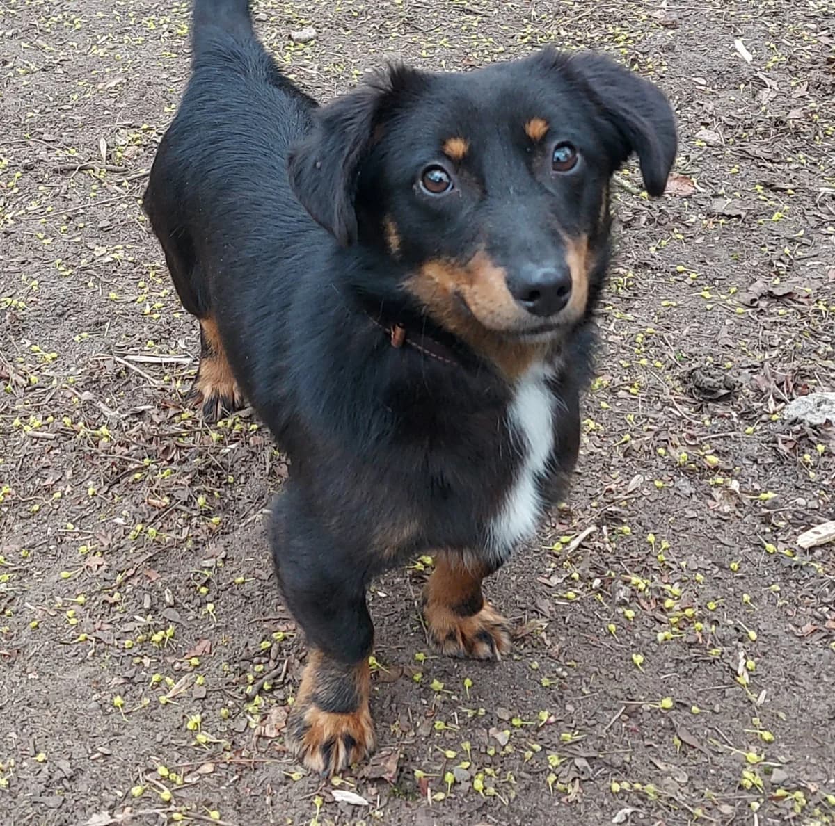 Jim, male Dachshund for adoption at Franziskus-Tierheim Hamburg, Hamburg — photo 4 of 4