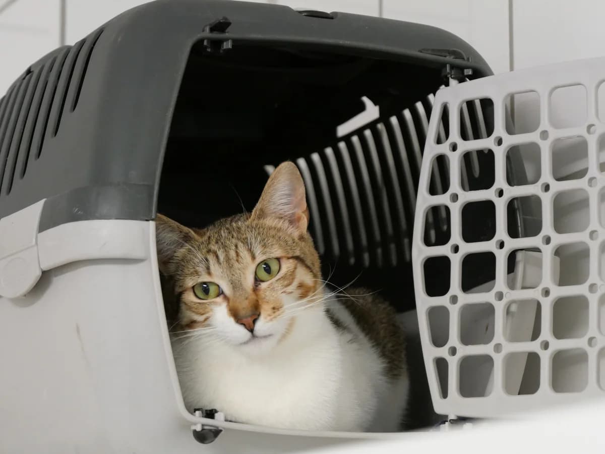 Oda, female young European Shorthair for adoption at Franziskus-Tierheim Hamburg, Hamburg