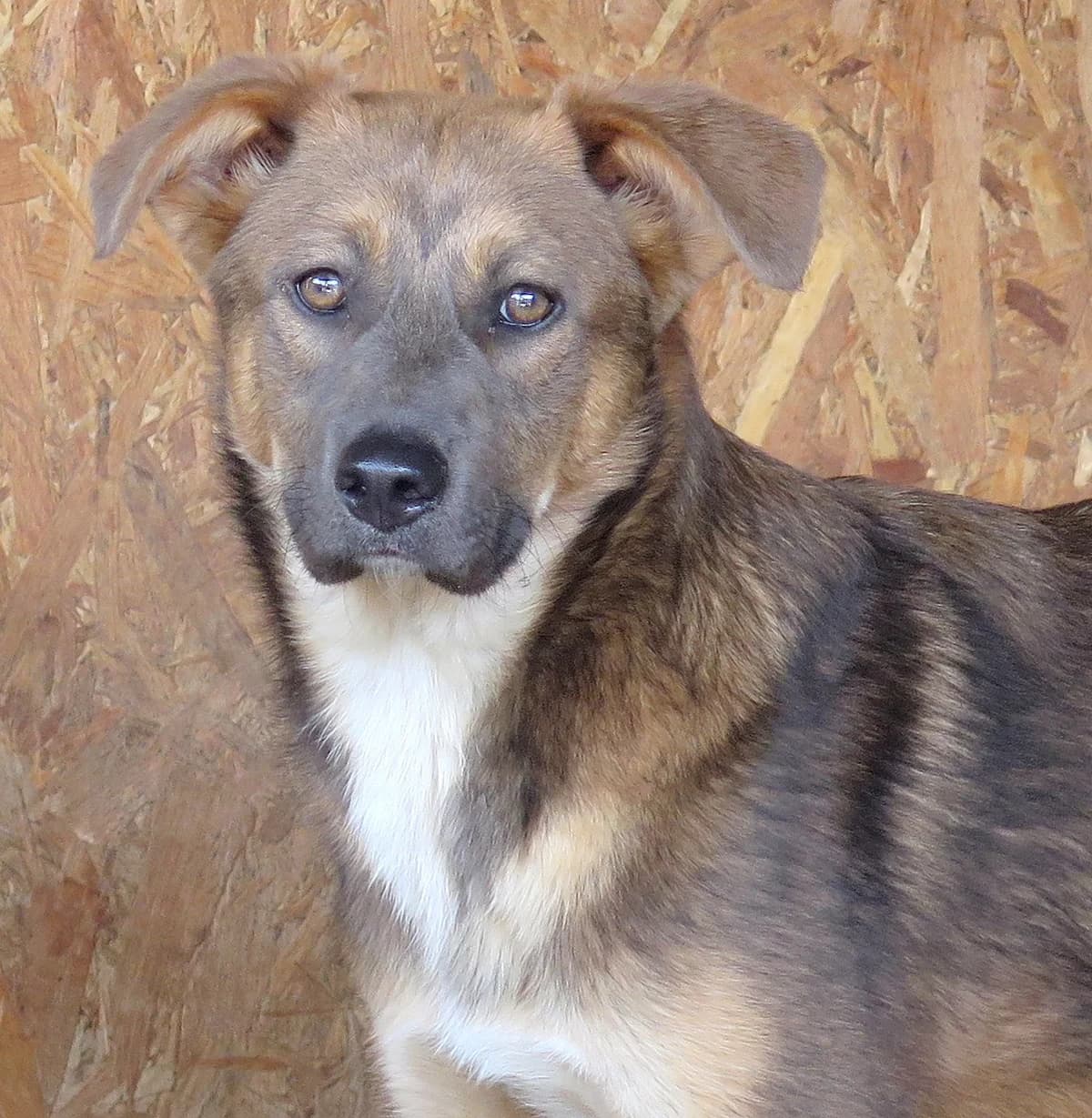 Ajax, male Mixed Breed for adoption at Freundeskreis Brunopet e.V.