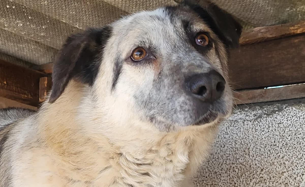 Alfie, male Mixed Breed for adoption at Freundeskreis Brunopet e.V.