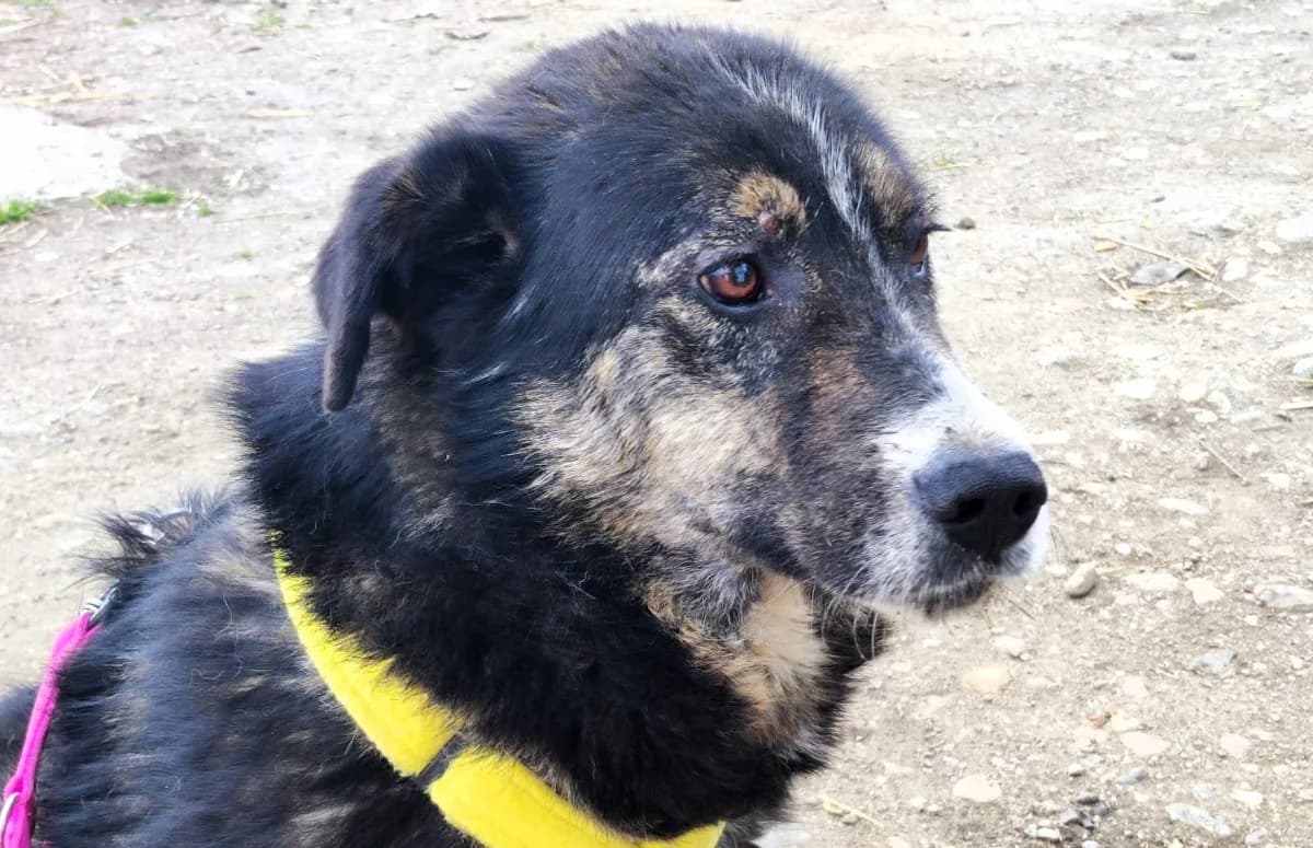 Amala (Rovinari), female Mixed Breed for adoption at Freundeskreis Brunopet e.V.