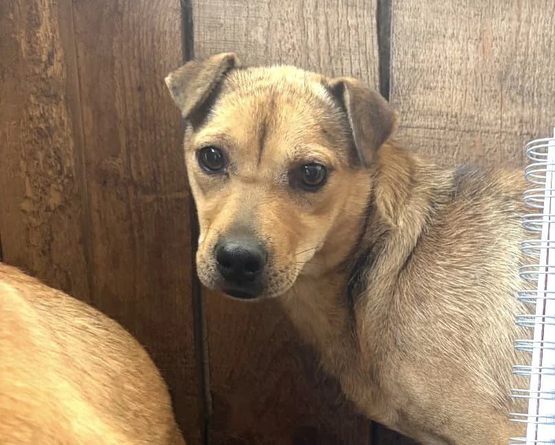 Amber, female Mixed Breed for adoption at Freundeskreis Brunopet e.V.