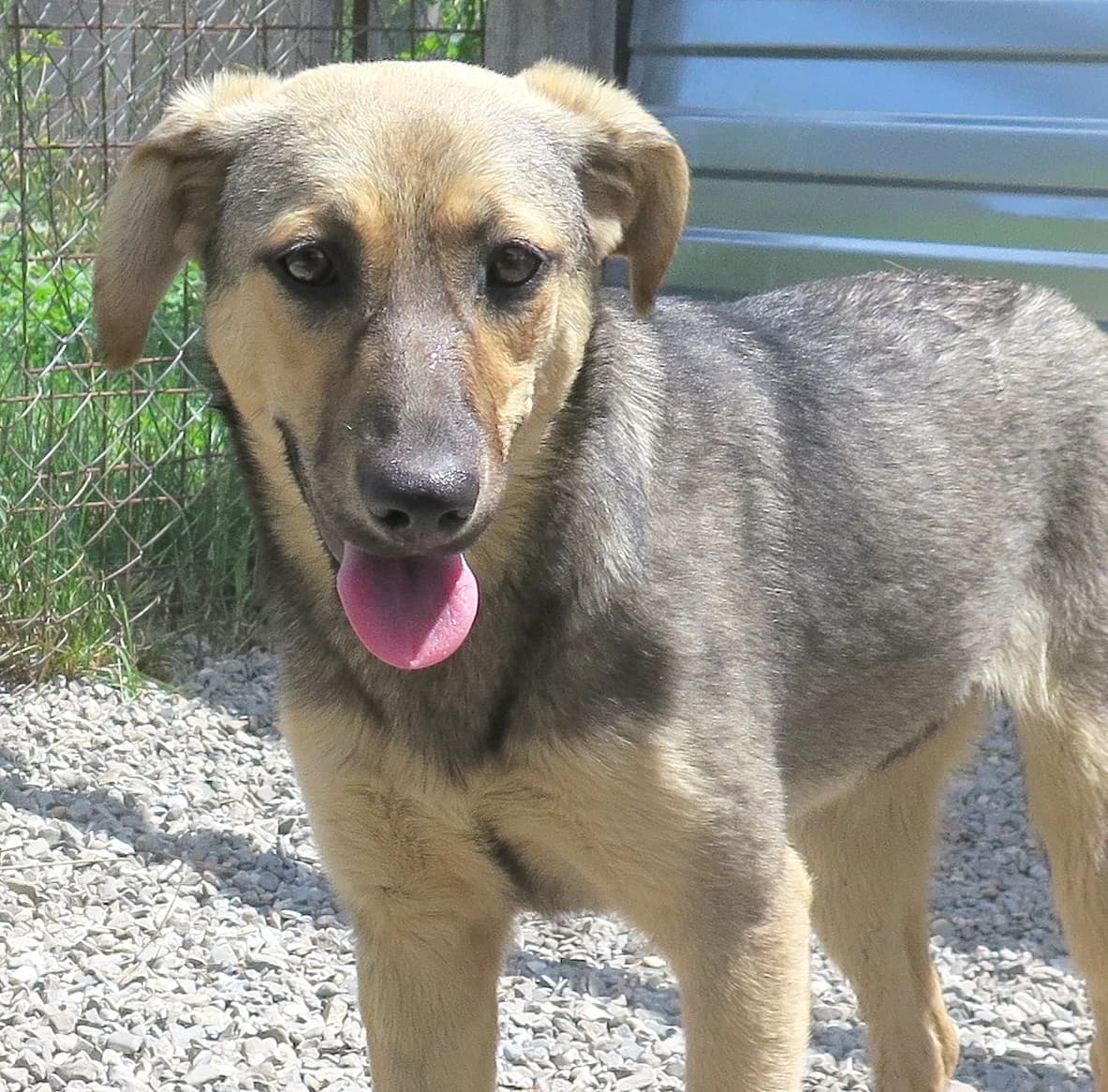 Anraia, female Mixed Breed for adoption at Freundeskreis Brunopet e.V.
