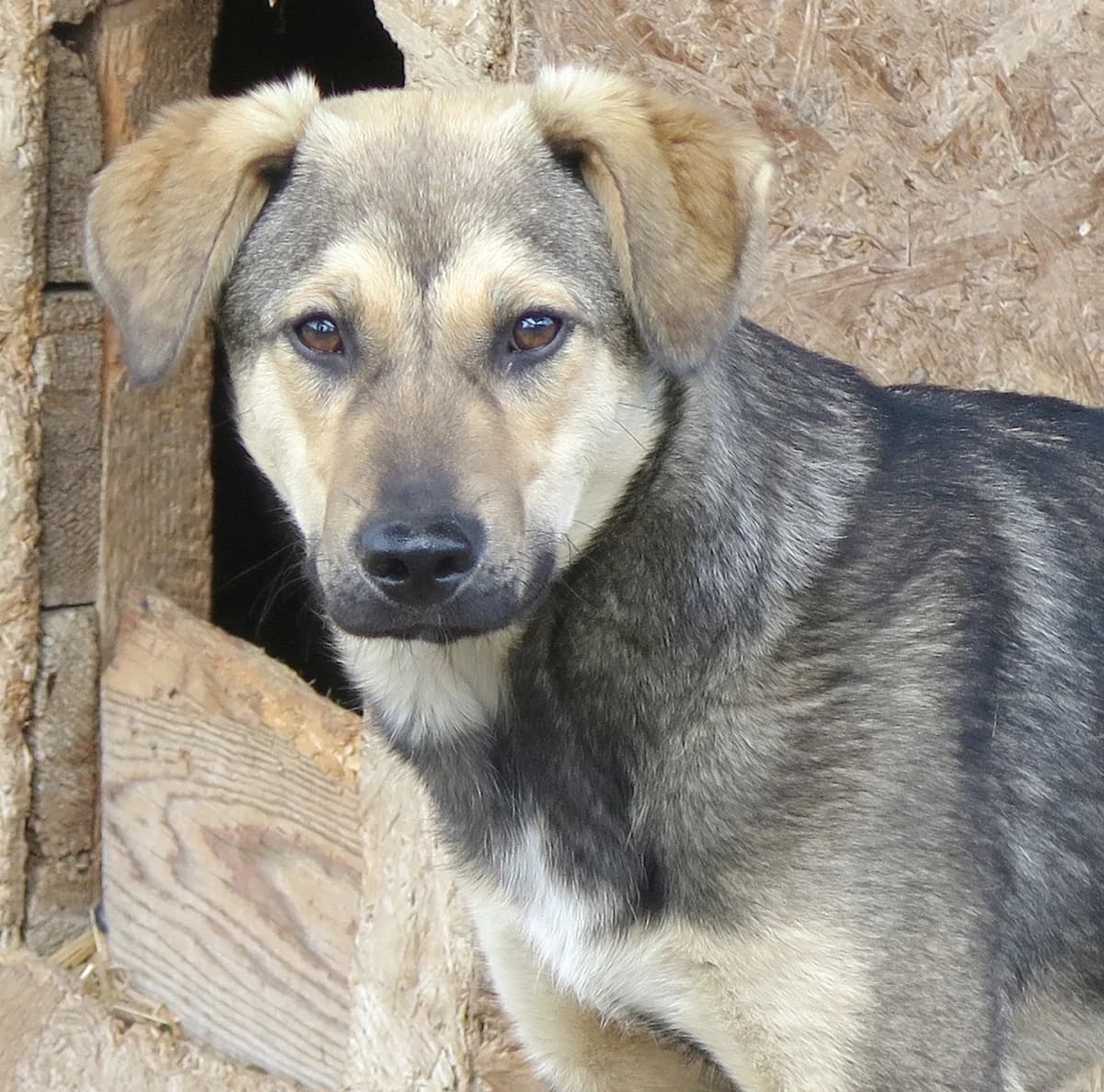 Asmus, male Mixed Breed for adoption at Freundeskreis Brunopet e.V.