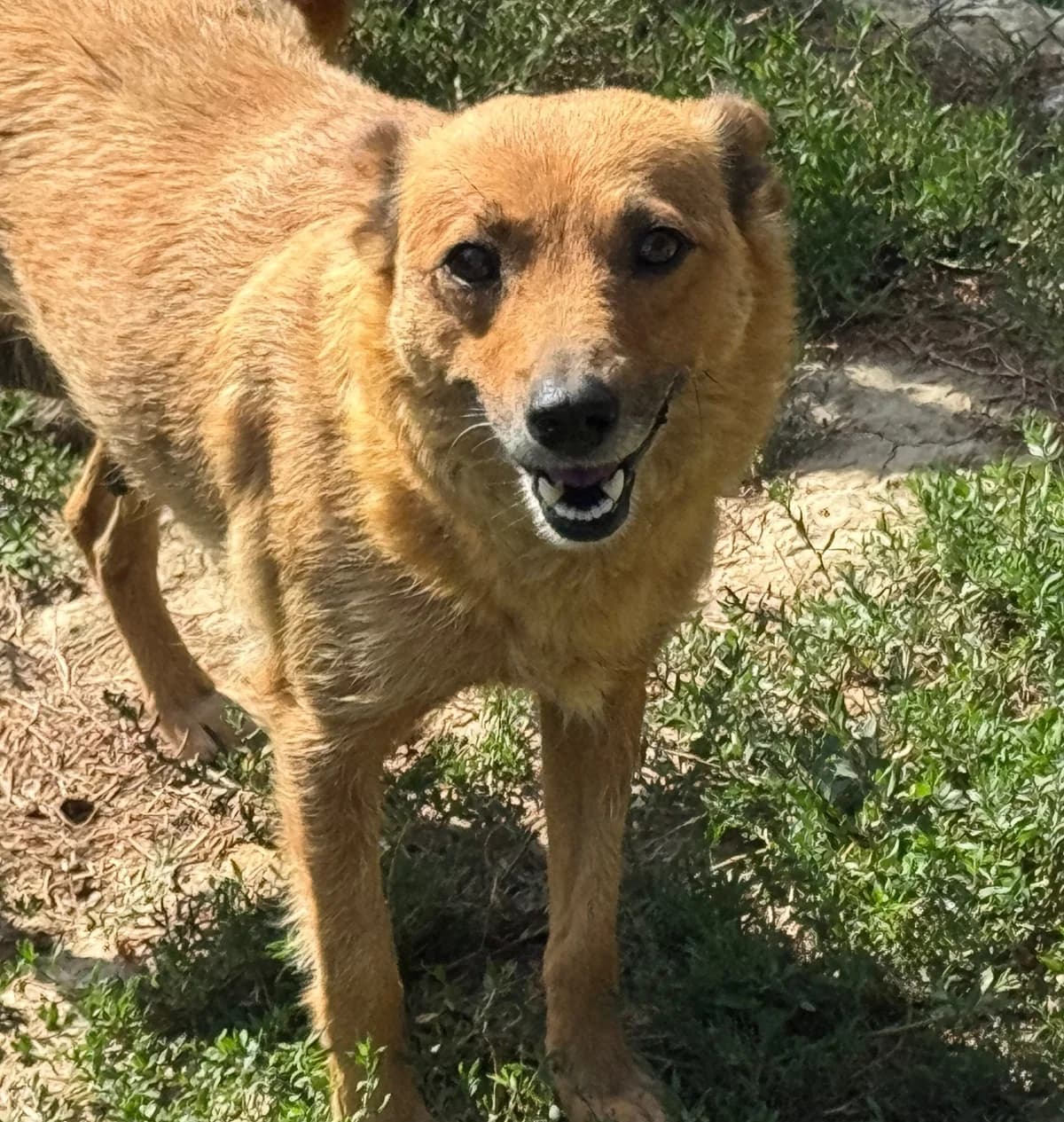 Ayli, female puppy mixed breed for adoption at Freundeskreis Brunopet e.V.