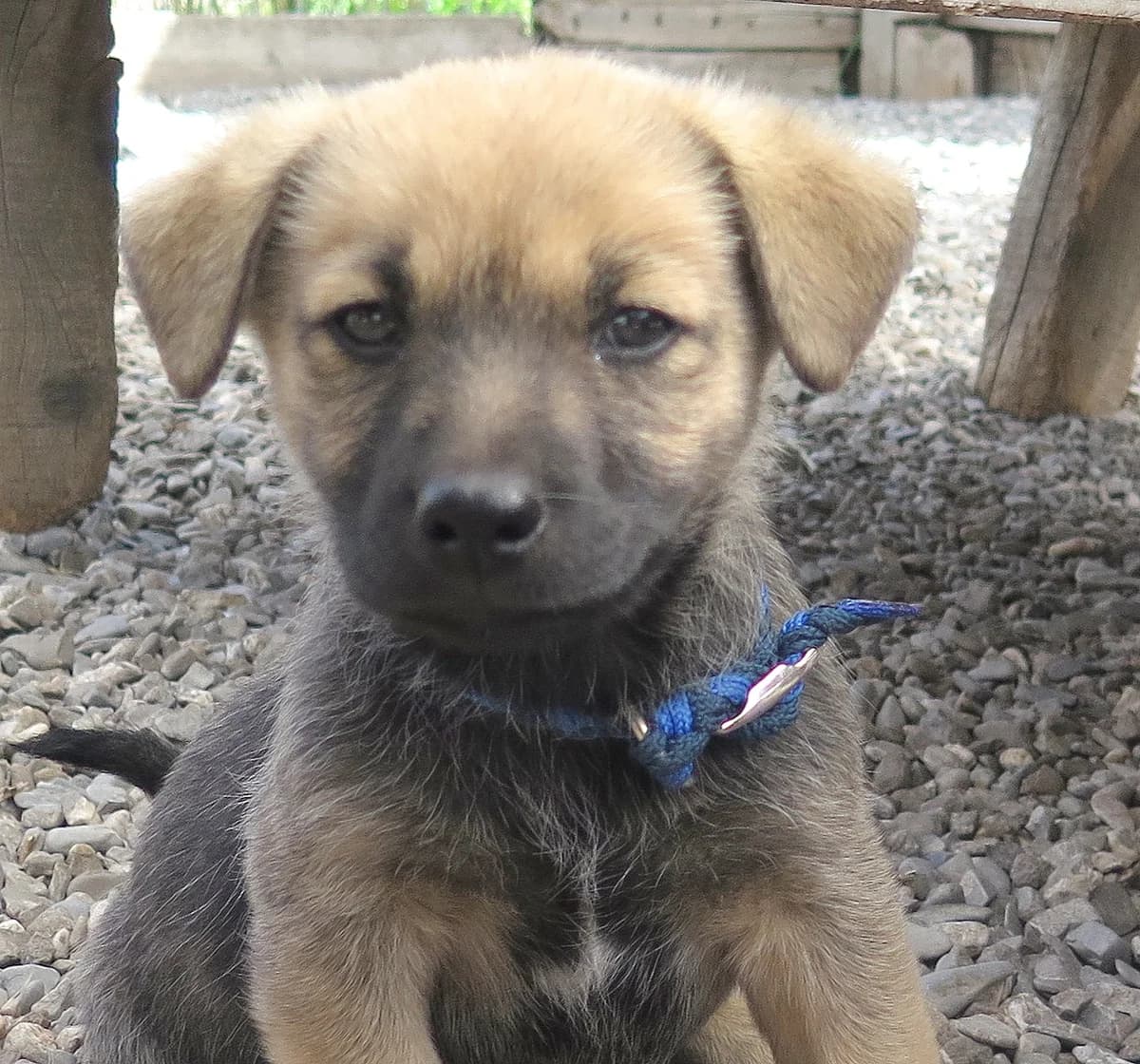 Bambu, male Mixed Breed for adoption at Freundeskreis Brunopet e.V.