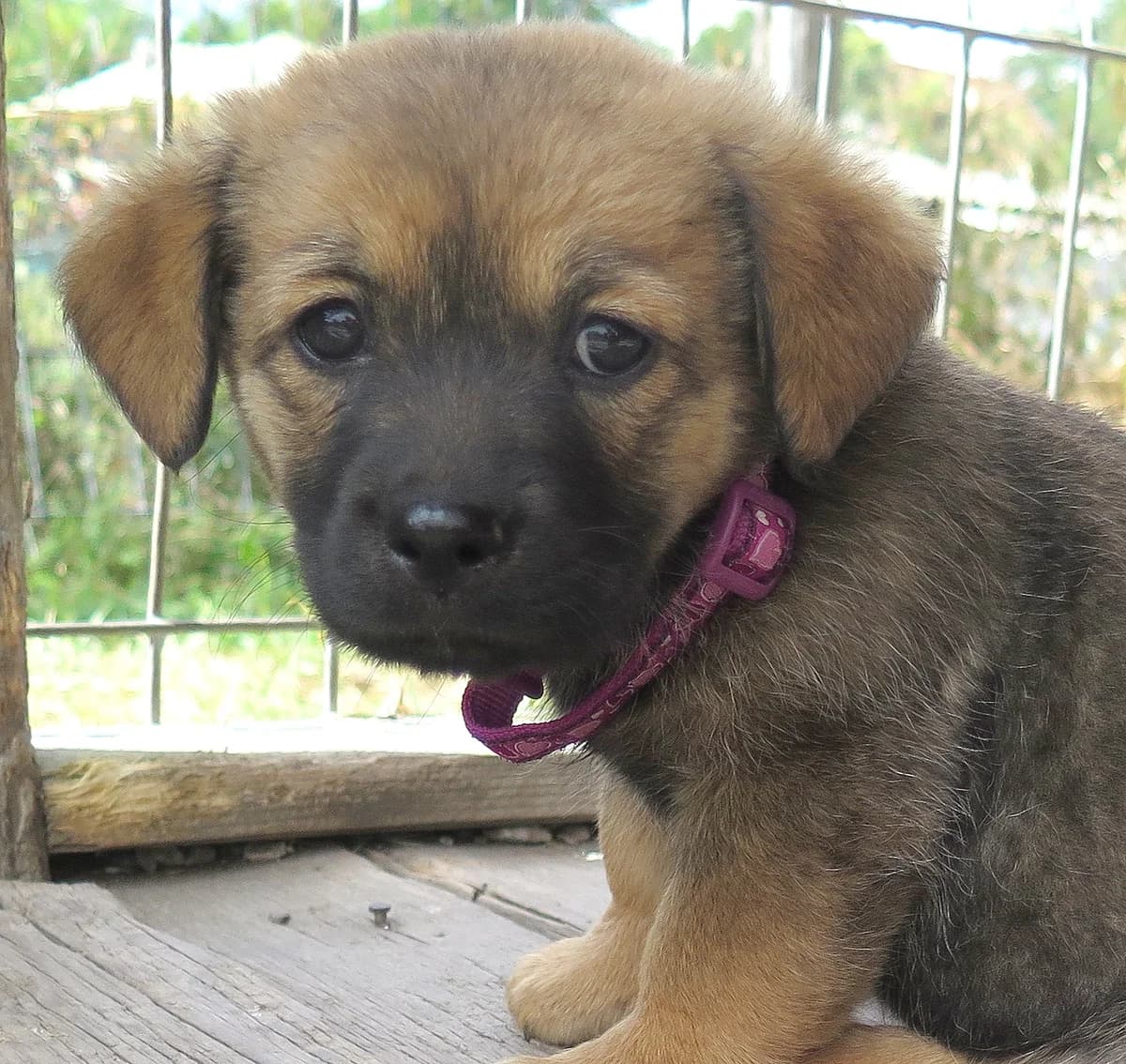 Banksy, female Mixed Breed for adoption at Freundeskreis Brunopet e.V.