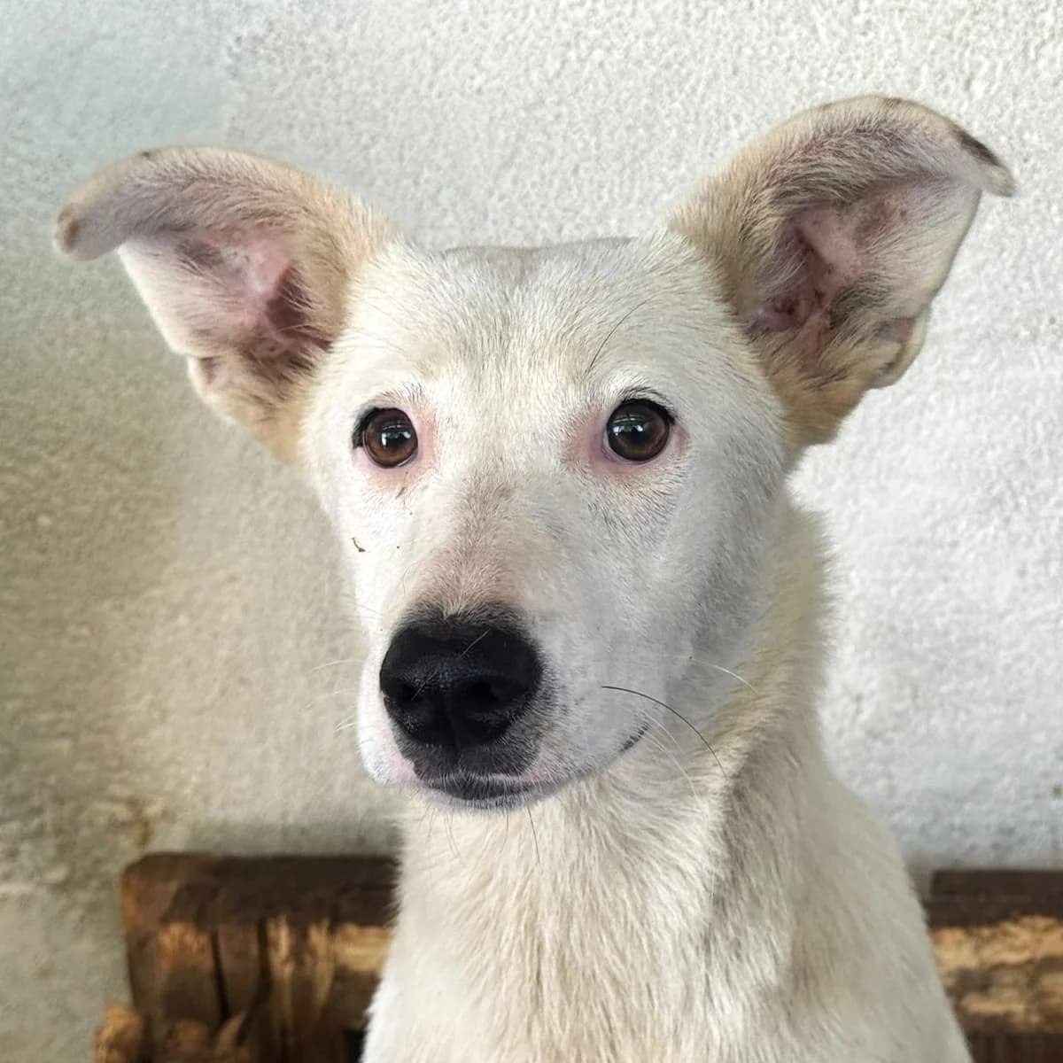 Bessi, female Mixed Breed for adoption at Freundeskreis Brunopet e.V.
