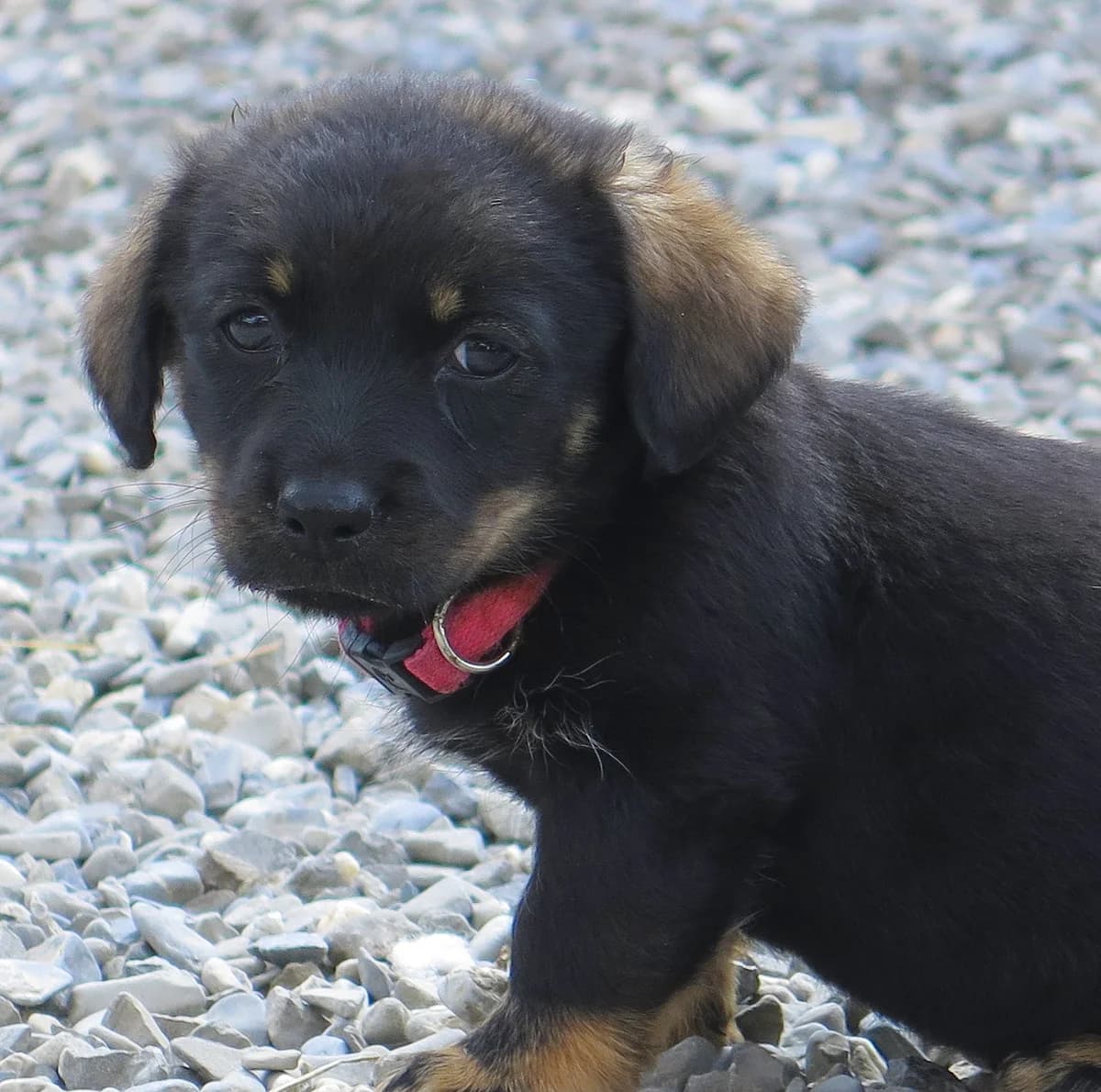 Biani, female Mixed Breed for adoption at Freundeskreis Brunopet e.V.