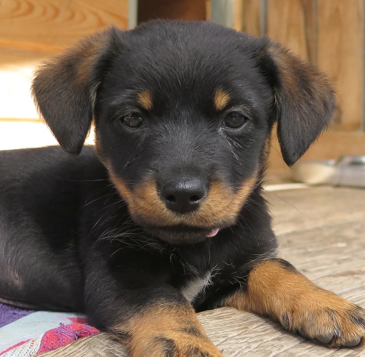 Biggy, female Mixed Breed for adoption at Freundeskreis Brunopet e.V.