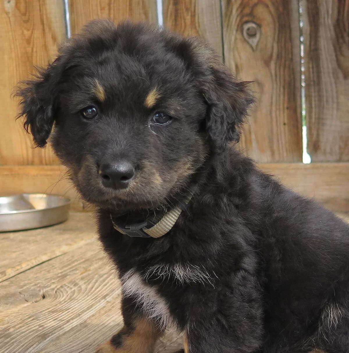 Boom, male Mixed Breed for adoption at Freundeskreis Brunopet e.V.