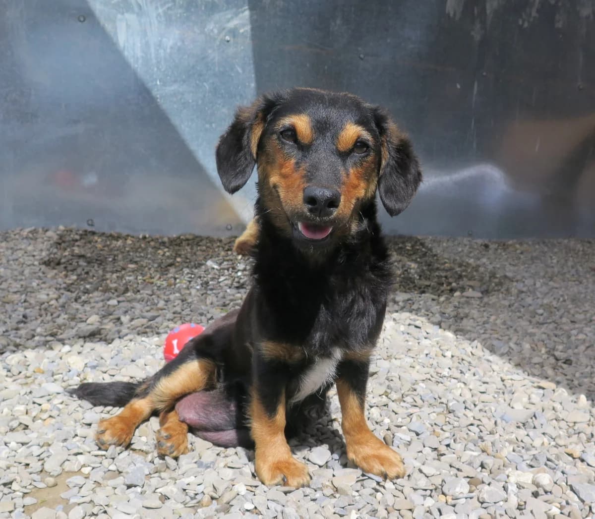 Brooke, female puppy Mixed Breed for adoption at Freundeskreis Brunopet e.V.