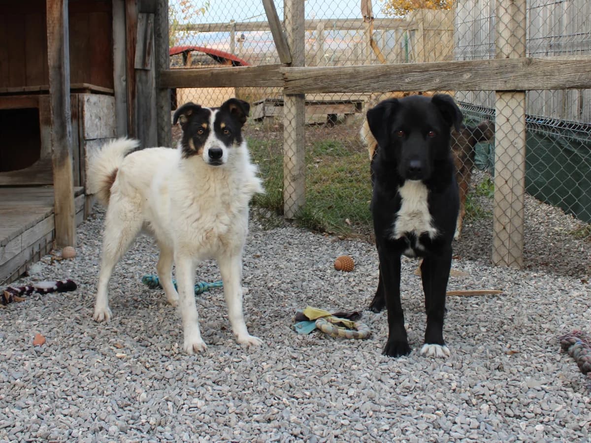 Cailan, male Mixed Breed for adoption at Freundeskreis Brunopet e.V.
