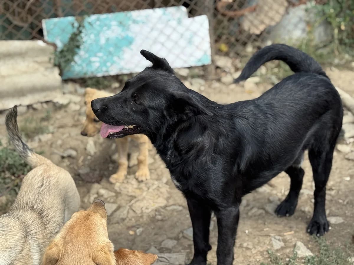 Faro (Rovinari), male puppy Mixed Breed for adoption at Freundeskreis Brunopet e.V.