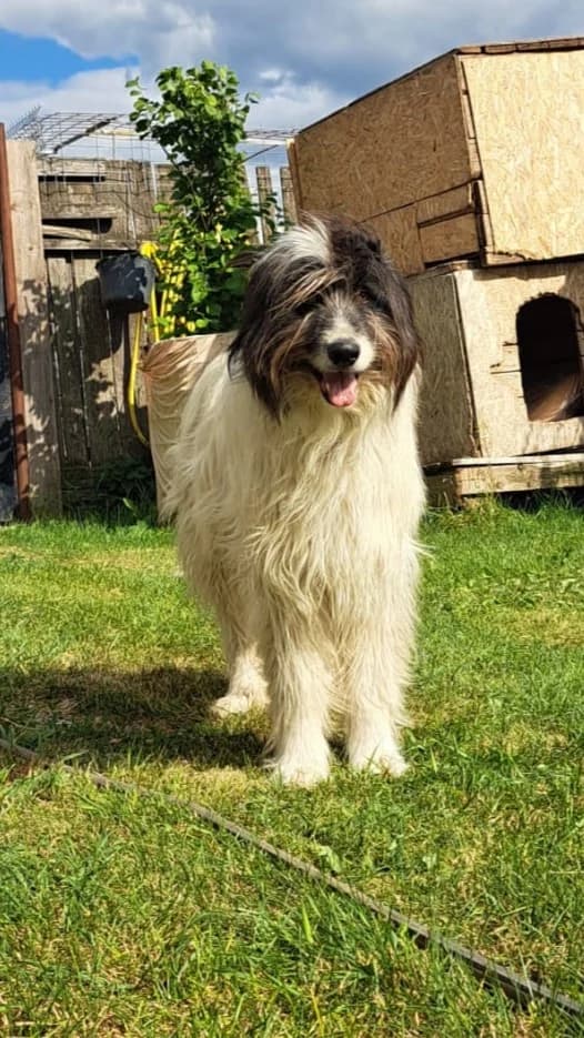 Dash, male Mixed Breed for adoption at Freundeskreis Brunopet e.V.