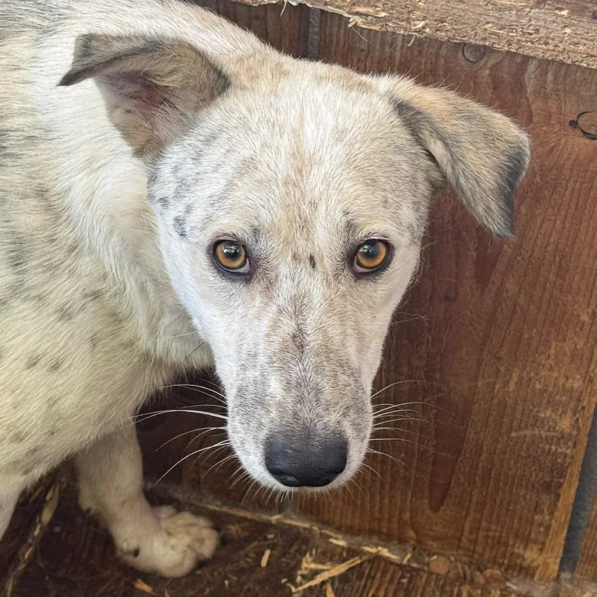 Denis, male Mixed Breed for adoption at Freundeskreis Brunopet e.V.