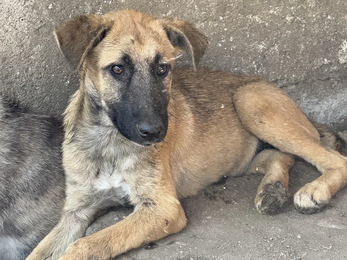 Denny, male Mixed Breed for adoption at Freundeskreis Brunopet e.V.