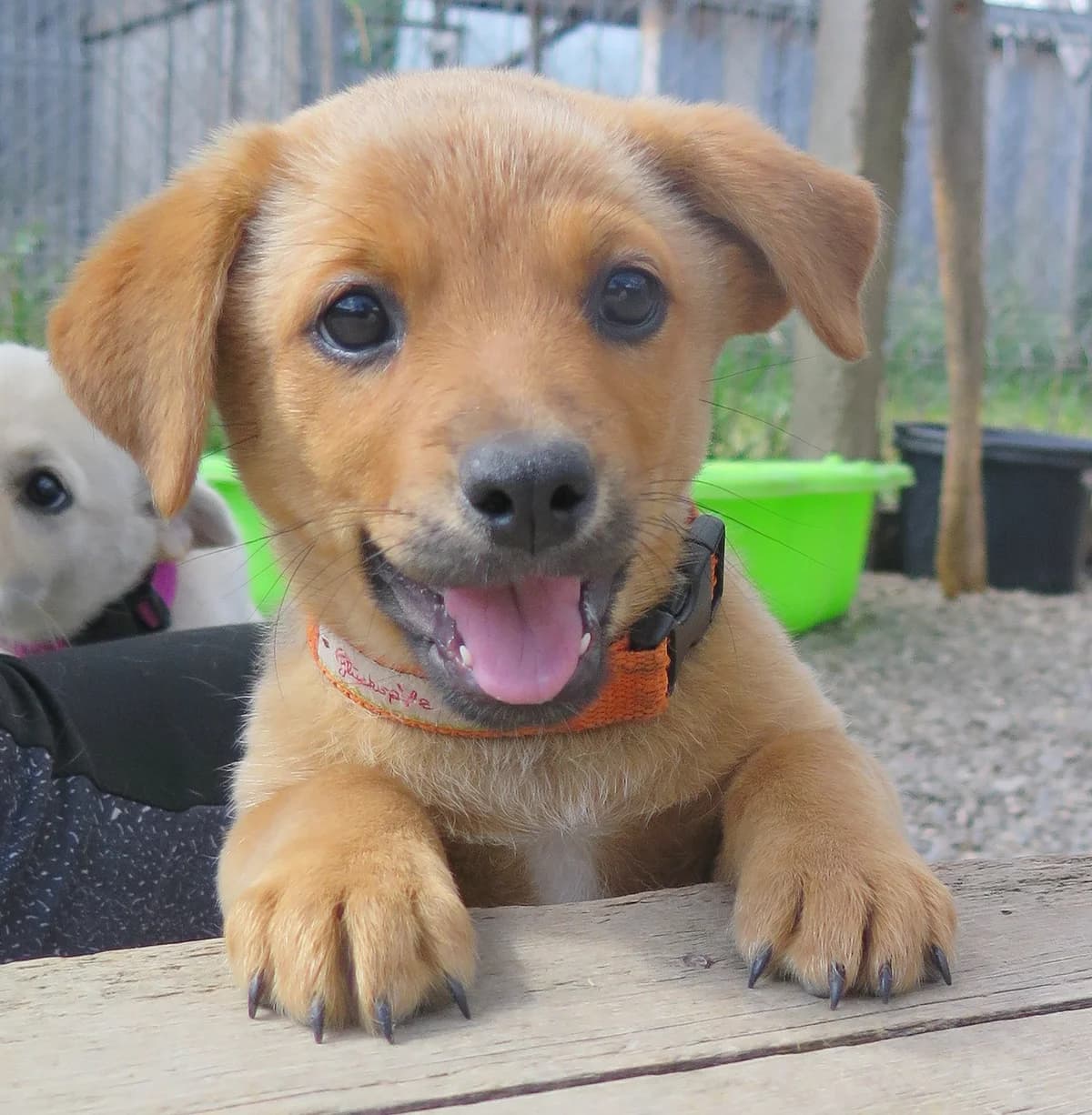 Dita, female Mixed Breed for adoption at Freundeskreis Brunopet e.V.