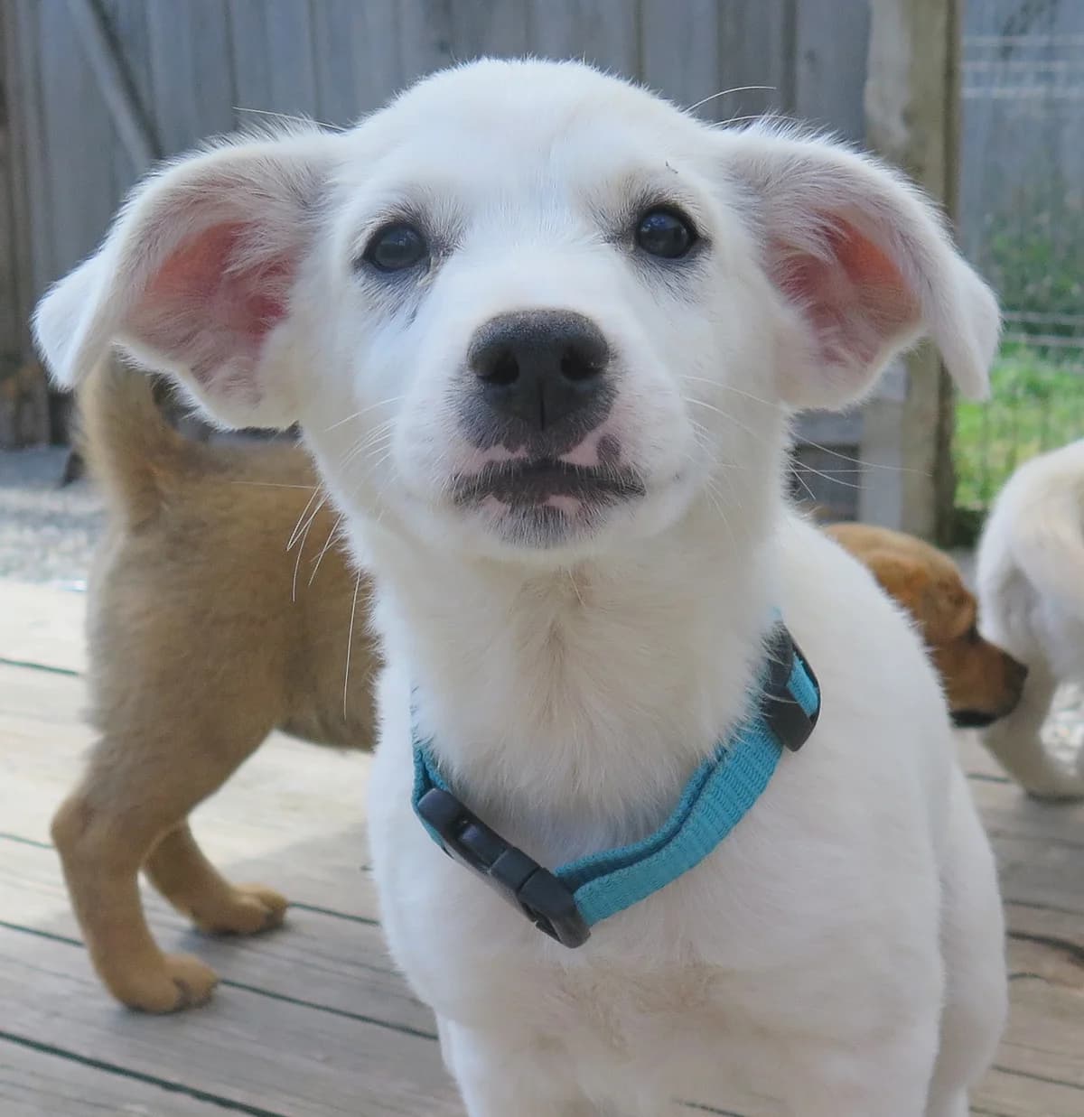 Dobby, male Mixed Breed for adoption at Freundeskreis Brunopet e.V.