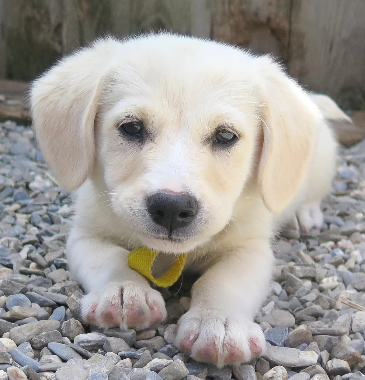 Dolly, female Mixed Breed for adoption at Freundeskreis Brunopet e.V.