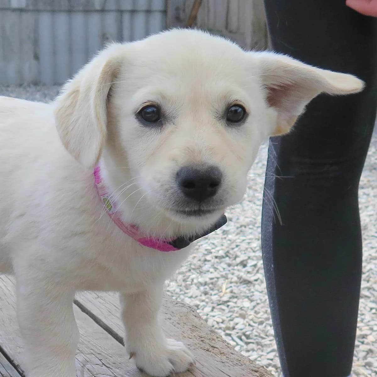 Duna, female Mixed Breed for adoption at Freundeskreis Brunopet e.V.