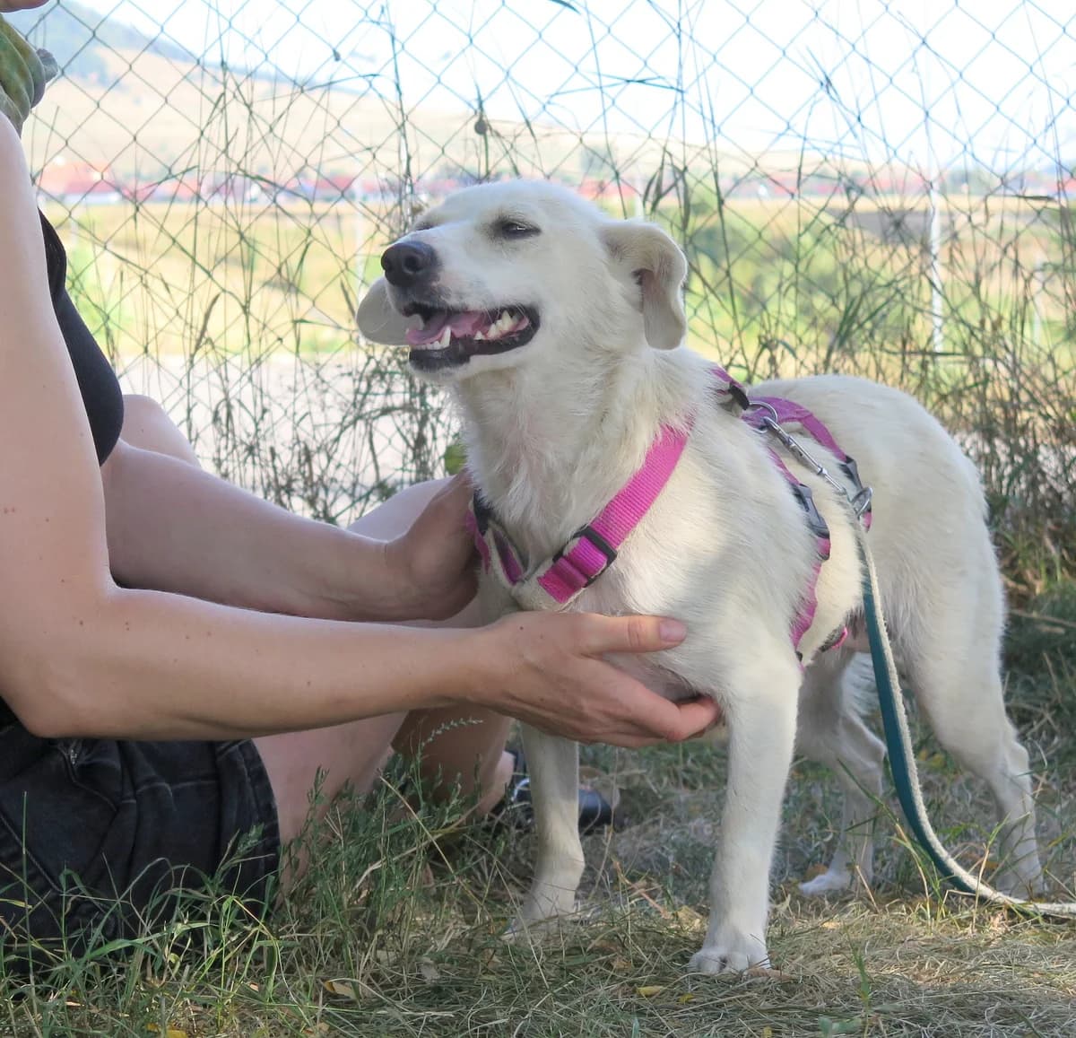 Dundi, female puppy mixed breed for adoption at Freundeskreis Brunopet e.V.