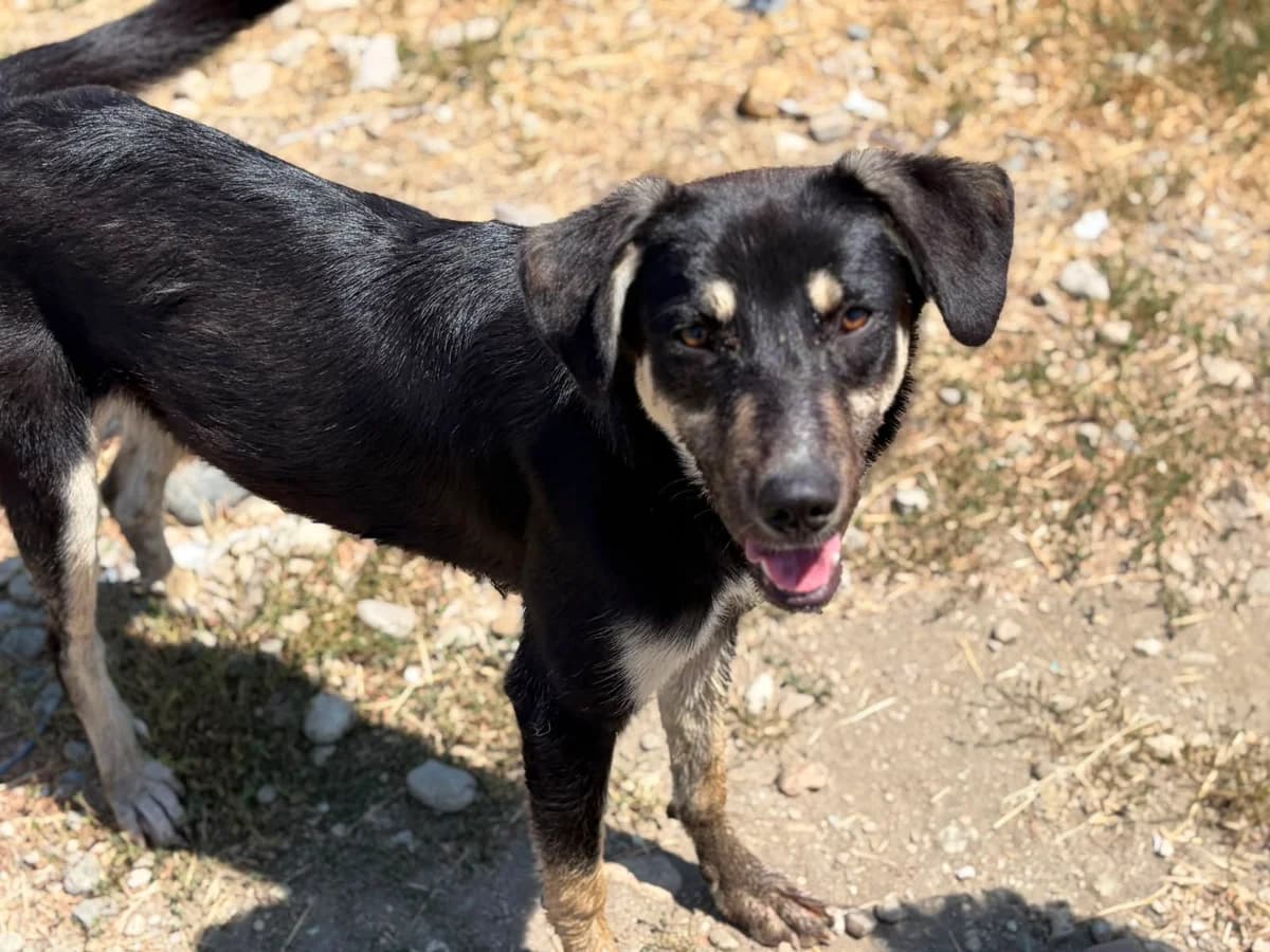 Emma, female Mixed Breed for adoption at Freundeskreis Brunopet e.V.