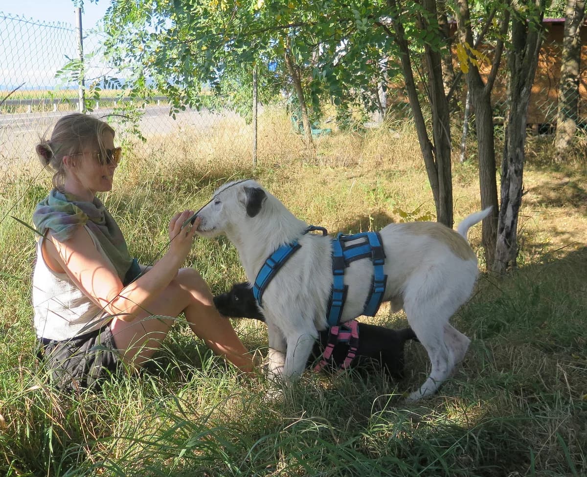 Enrico, male Mixed Breed for adoption at Freundeskreis Brunopet e.V.