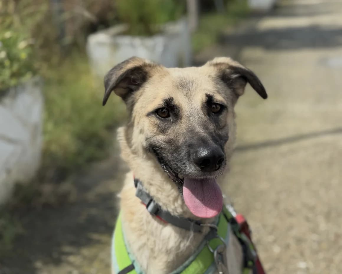Erin, male Mixed Breed for adoption at Freundeskreis Brunopet e.V.