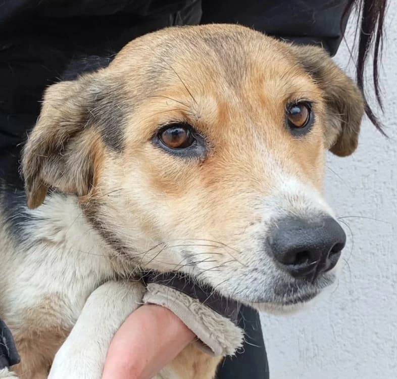 Facey, female Mixed Breed for adoption at Freundeskreis Brunopet e.V.