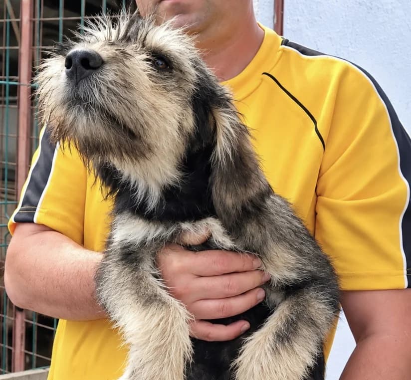 Fergus, male Mixed Breed for adoption at Freundeskreis Brunopet e.V.