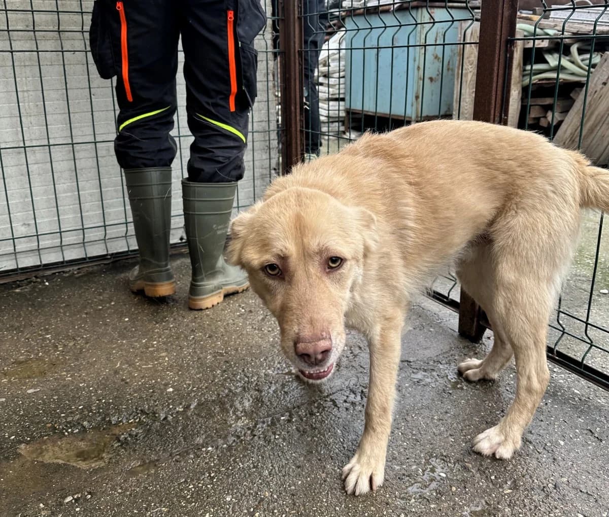 Flink (Rovinari), male Mixed Breed for adoption at Freundeskreis Brunopet e.V.