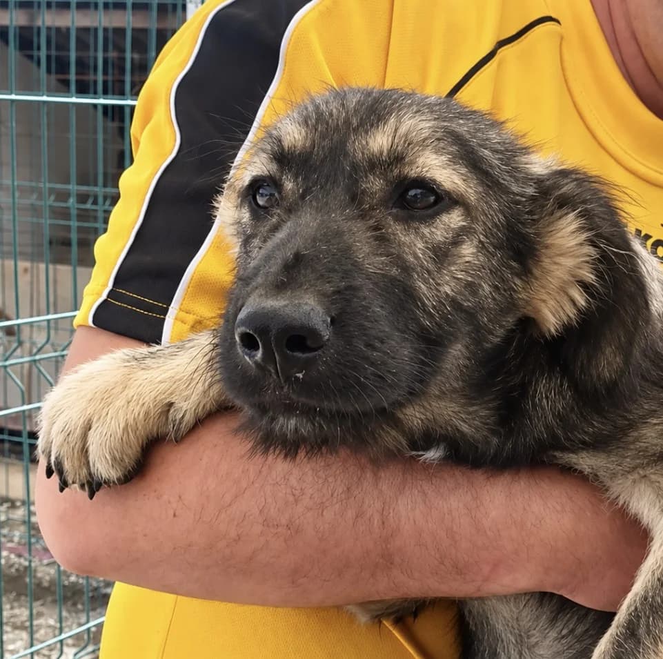 Flora, female Mixed Breed for adoption at Freundeskreis Brunopet e.V.