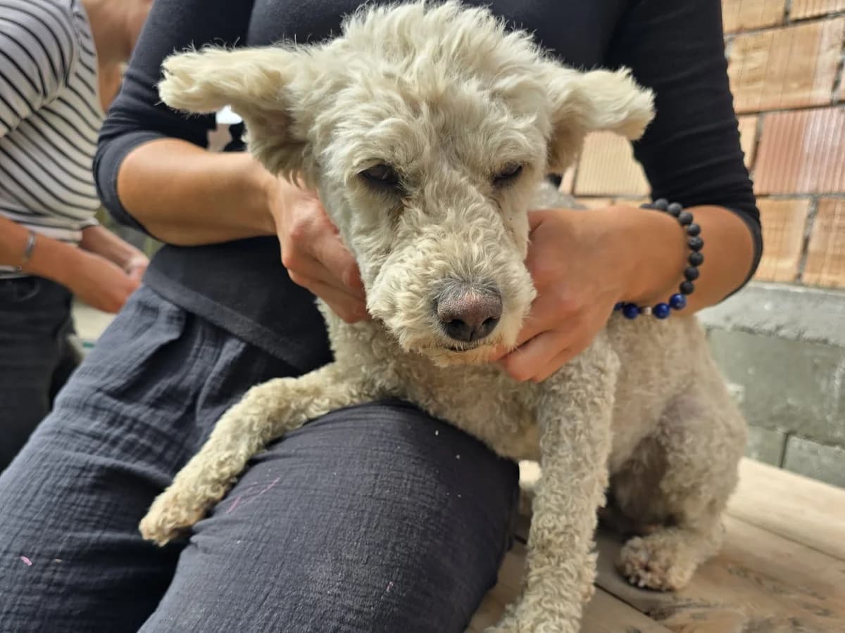 Guba, female Mixed Breed for adoption at Freundeskreis Brunopet e.V.
