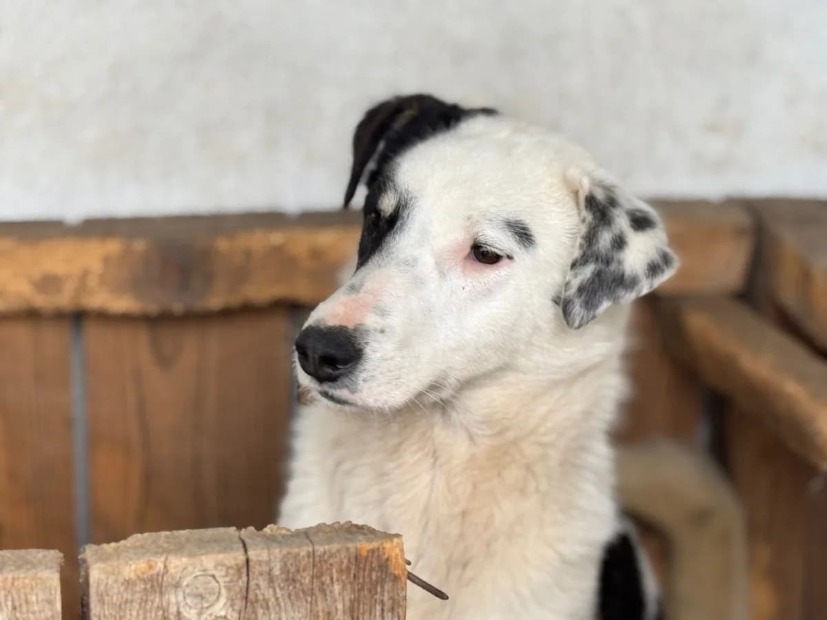Ilvy (Rovinari), female Mixed Breed for adoption at Freundeskreis Brunopet e.V.