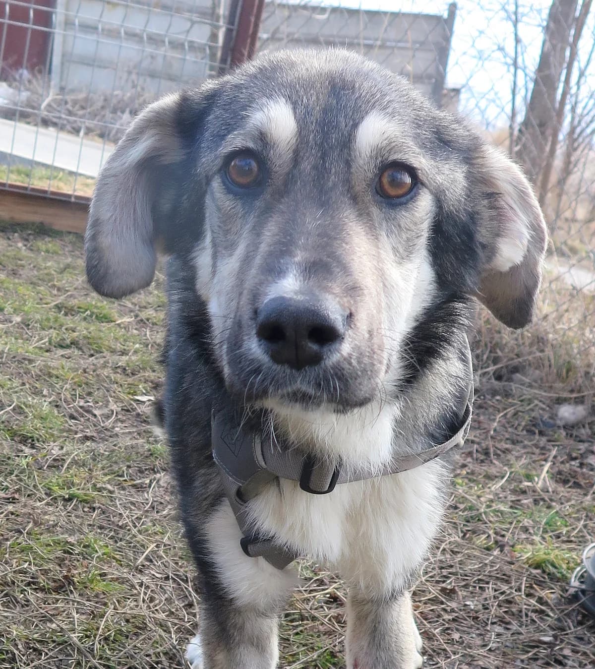 Ines, female Mixed Breed for adoption at Freundeskreis Brunopet e.V.