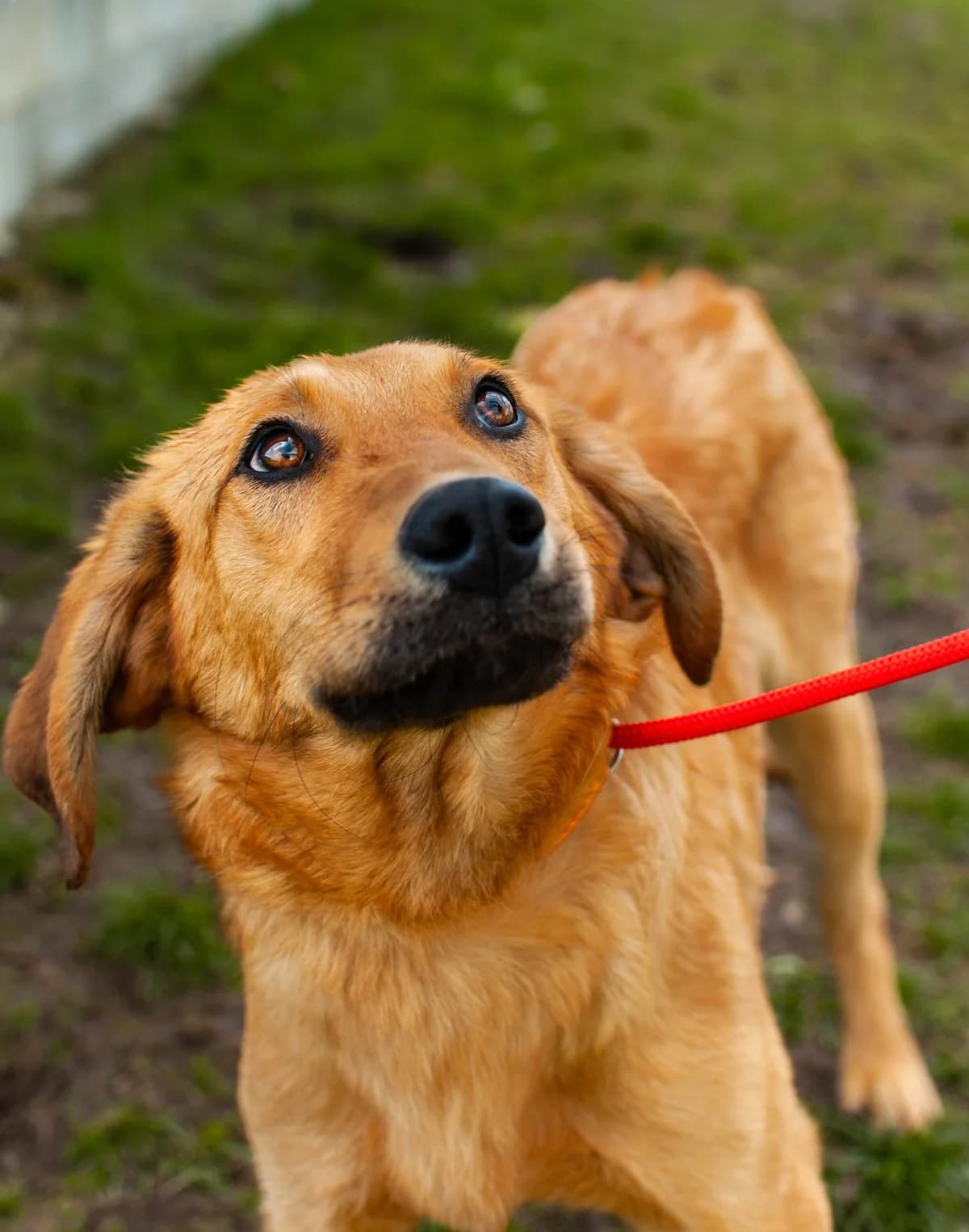 Jack, male Mixed Breed for adoption at Freundeskreis Brunopet e.V.