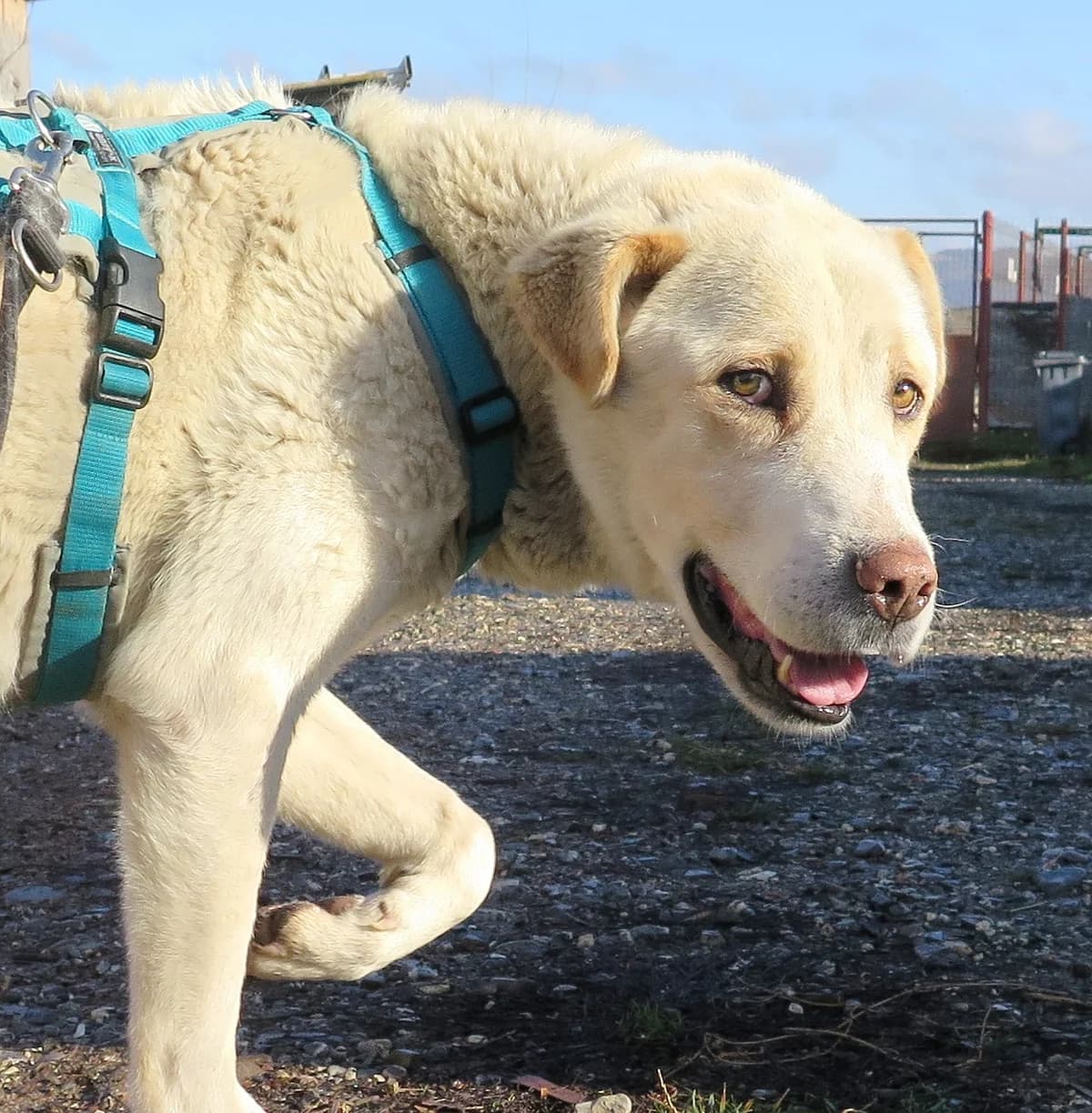 Jake, male Mixed Breed for adoption at Freundeskreis Brunopet e.V.